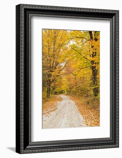 USA, New England, Vermont tree-lined roadway in Autumns Fall colors.-Sylvia Gulin-Framed Photographic Print