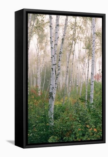 USA, New Hampshire. Birch Trees in Clearing Fog-Jaynes Gallery-Framed Premier Image Canvas