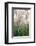 USA, New Hampshire. Birch Trees in Clearing Fog-Jaynes Gallery-Framed Photographic Print