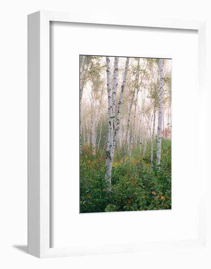 USA, New Hampshire. Birch Trees in Clearing Fog-Jaynes Gallery-Framed Photographic Print