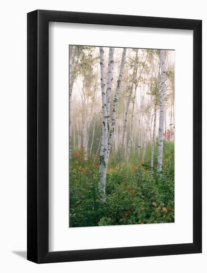 USA, New Hampshire. Birch Trees in Clearing Fog-Jaynes Gallery-Framed Photographic Print