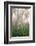 USA, New Hampshire. Birch Trees in Clearing Fog-Jaynes Gallery-Framed Photographic Print