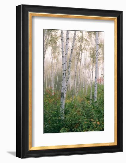 USA, New Hampshire. Birch Trees in Clearing Fog-Jaynes Gallery-Framed Photographic Print