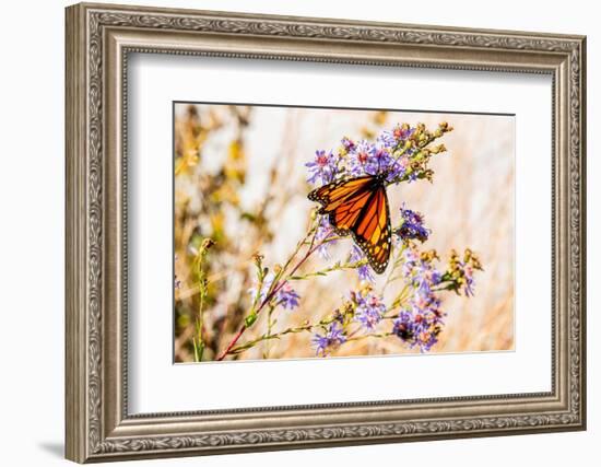 USA, New Hampshire, Bretton Woods, monarch butterfly on aster-Alison Jones-Framed Photographic Print