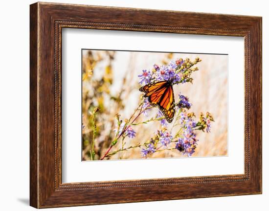 USA, New Hampshire, Bretton Woods, monarch butterfly on aster-Alison Jones-Framed Photographic Print