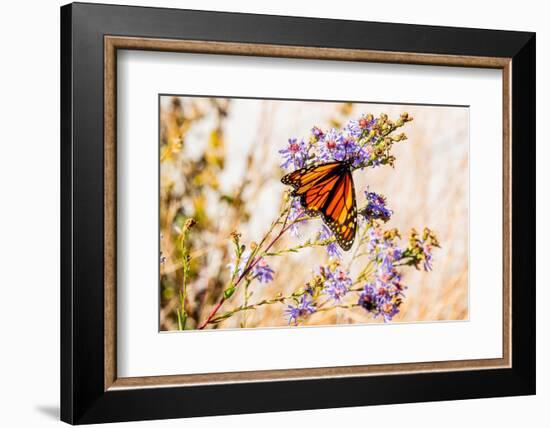 USA, New Hampshire, Bretton Woods, monarch butterfly on aster-Alison Jones-Framed Photographic Print