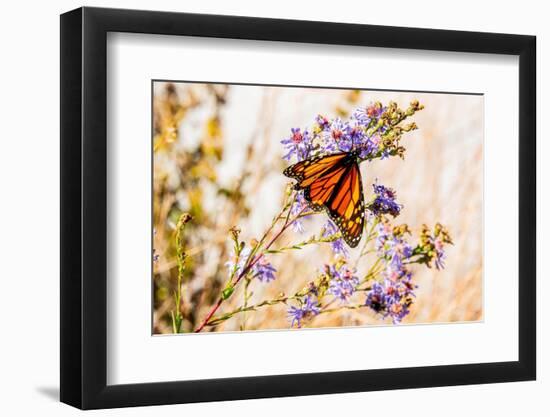 USA, New Hampshire, Bretton Woods, monarch butterfly on aster-Alison Jones-Framed Photographic Print