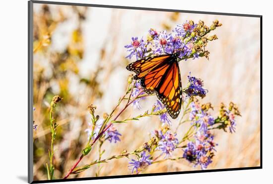 USA, New Hampshire, Bretton Woods, monarch butterfly on aster-Alison Jones-Mounted Photographic Print