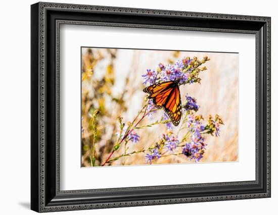 USA, New Hampshire, Bretton Woods, monarch butterfly on aster-Alison Jones-Framed Photographic Print