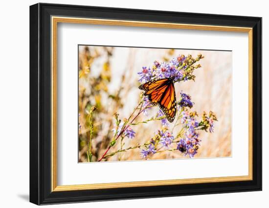 USA, New Hampshire, Bretton Woods, monarch butterfly on aster-Alison Jones-Framed Photographic Print