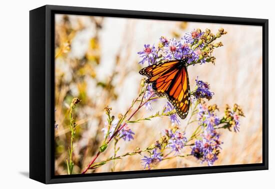 USA, New Hampshire, Bretton Woods, monarch butterfly on aster-Alison Jones-Framed Premier Image Canvas