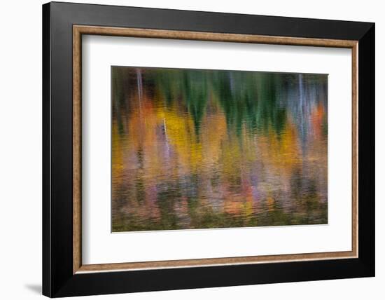 USA, New Hampshire, Fall colors reflected in the waters of the Saco River Crawford Notch State Park-Sylvia Gulin-Framed Photographic Print