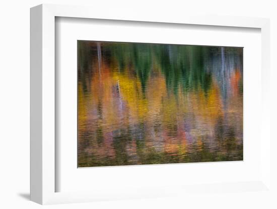 USA, New Hampshire, Fall colors reflected in the waters of the Saco River Crawford Notch State Park-Sylvia Gulin-Framed Photographic Print