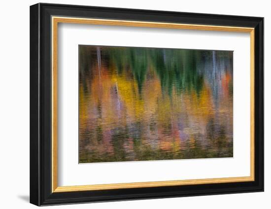 USA, New Hampshire, Fall colors reflected in the waters of the Saco River Crawford Notch State Park-Sylvia Gulin-Framed Photographic Print