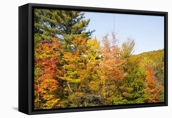 USA, New Hampshire, fall foliage Bretton Woods at base of Mount Washington-Alison Jones-Framed Premier Image Canvas