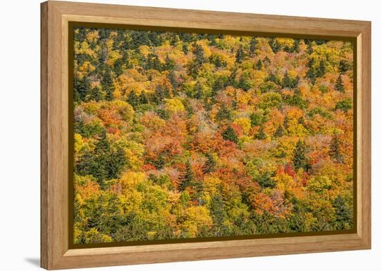 USA, New Hampshire, fall foliage Bretton Woods at base of Mount Washington-Alison Jones-Framed Premier Image Canvas