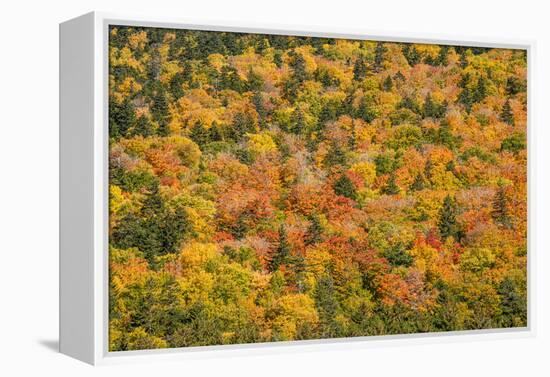 USA, New Hampshire, fall foliage Bretton Woods at base of Mount Washington-Alison Jones-Framed Premier Image Canvas