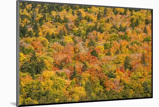 USA, New Hampshire, fall foliage Bretton Woods at base of Mount Washington-Alison Jones-Mounted Photographic Print