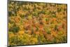 USA, New Hampshire, fall foliage Bretton Woods at base of Mount Washington-Alison Jones-Mounted Photographic Print