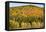 USA, New Hampshire, fall foliage Bretton Woods at base of Mount Washington-Alison Jones-Framed Premier Image Canvas