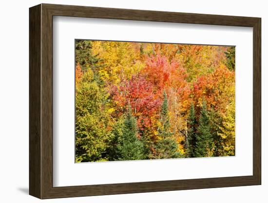 USA, New Hampshire, fall foliage Bretton Woods at base of Mount Washington-Alison Jones-Framed Photographic Print