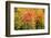 USA, New Hampshire, fall foliage Bretton Woods at base of Mount Washington-Alison Jones-Framed Photographic Print