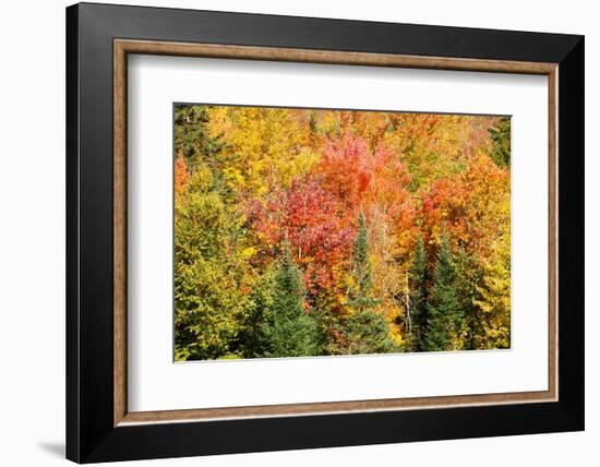 USA, New Hampshire, fall foliage Bretton Woods at base of Mount Washington-Alison Jones-Framed Photographic Print