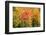 USA, New Hampshire, fall foliage Bretton Woods at base of Mount Washington-Alison Jones-Framed Photographic Print