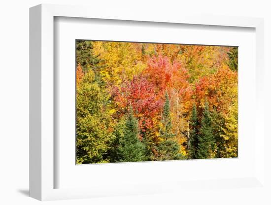 USA, New Hampshire, fall foliage Bretton Woods at base of Mount Washington-Alison Jones-Framed Photographic Print