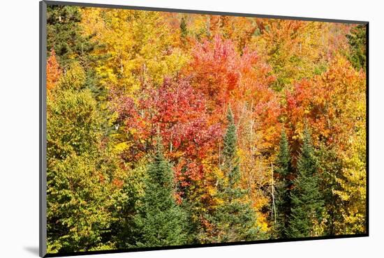 USA, New Hampshire, fall foliage Bretton Woods at base of Mount Washington-Alison Jones-Mounted Photographic Print