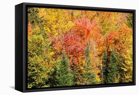 USA, New Hampshire, fall foliage Bretton Woods at base of Mount Washington-Alison Jones-Framed Premier Image Canvas