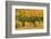 USA, New Hampshire, fall foliage Bretton Woods at base of Mount Washington-Alison Jones-Framed Photographic Print