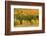 USA, New Hampshire, fall foliage Bretton Woods at base of Mount Washington-Alison Jones-Framed Photographic Print