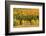 USA, New Hampshire, fall foliage Bretton Woods at base of Mount Washington-Alison Jones-Framed Photographic Print