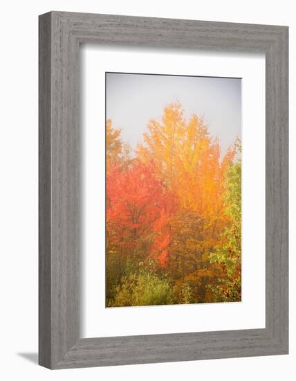 USA, New Hampshire, fall foliage north of Whitefield, along Rt. 3.-Alison Jones-Framed Photographic Print