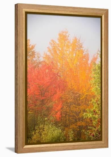 USA, New Hampshire, fall foliage north of Whitefield, along Rt. 3.-Alison Jones-Framed Premier Image Canvas