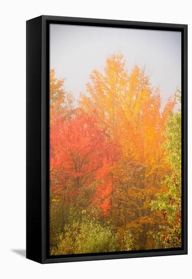 USA, New Hampshire, fall foliage north of Whitefield, along Rt. 3.-Alison Jones-Framed Premier Image Canvas