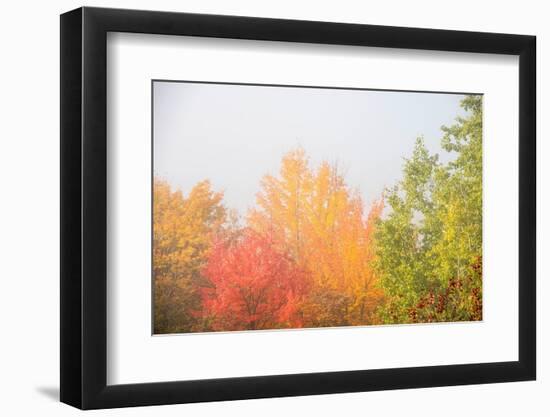 USA, New Hampshire, fall foliage north of Whitefield, along Rt. 3.-Alison Jones-Framed Photographic Print