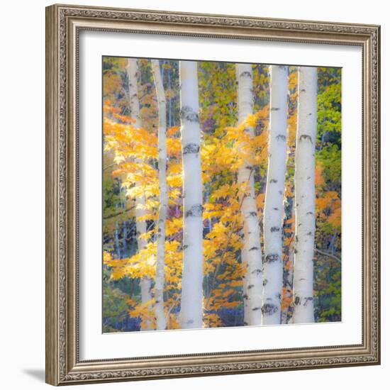 USA, New Hampshire, Franconia, Autumn Colors surrounding group of White Birch tree trunks.-Sylvia Gulin-Framed Photographic Print