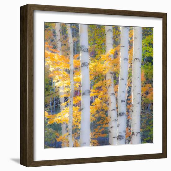 USA, New Hampshire, Franconia, Autumn Colors surrounding group of White Birch tree trunks.-Sylvia Gulin-Framed Photographic Print