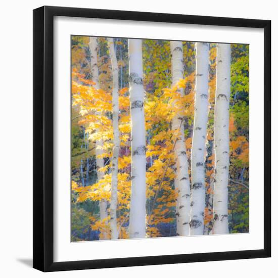 USA, New Hampshire, Franconia, Autumn Colors surrounding group of White Birch tree trunks.-Sylvia Gulin-Framed Photographic Print