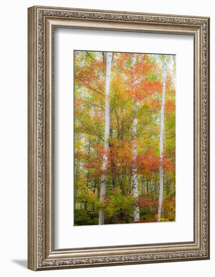 USA, New Hampshire, Gorham, White Birch tree trunks surrounded by Fall colors-Sylvia Gulin-Framed Photographic Print