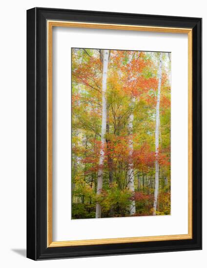 USA, New Hampshire, Gorham, White Birch tree trunks surrounded by Fall colors-Sylvia Gulin-Framed Photographic Print