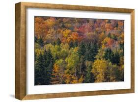 USA, New Hampshire just north of Jackson on highway 16 with the hillside covered in Autumns colors-Sylvia Gulin-Framed Photographic Print
