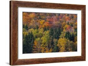 USA, New Hampshire just north of Jackson on highway 16 with the hillside covered in Autumns colors-Sylvia Gulin-Framed Photographic Print