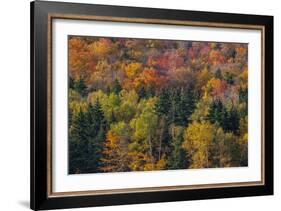 USA, New Hampshire just north of Jackson on highway 16 with the hillside covered in Autumns colors-Sylvia Gulin-Framed Photographic Print