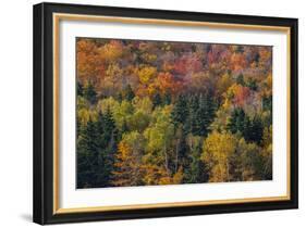 USA, New Hampshire just north of Jackson on highway 16 with the hillside covered in Autumns colors-Sylvia Gulin-Framed Photographic Print