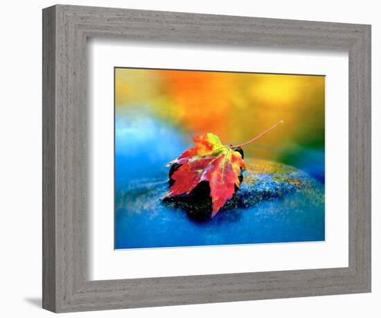 USA, New Hampshire, Maple Leaf in the Swift River, White Mountains-Jaynes Gallery-Framed Photographic Print