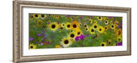 USA, New Hampshire meridian planted with sunflowers and cosmos flowers along Interstate 95.-Sylvia Gulin-Framed Photographic Print