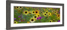 USA, New Hampshire meridian planted with sunflowers and cosmos flowers along Interstate 95.-Sylvia Gulin-Framed Photographic Print